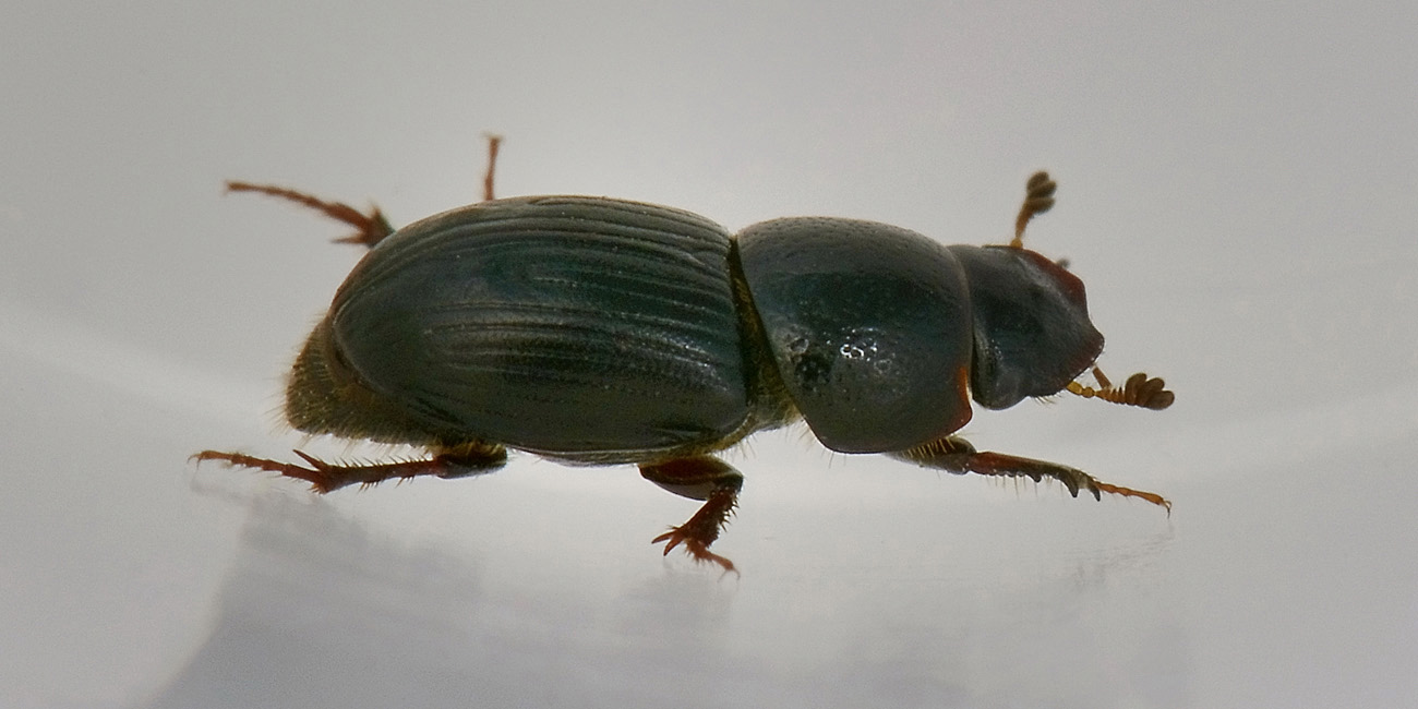 Aphodiidae da id: forma di Nialus varians.